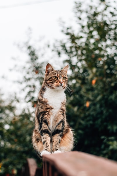 棕色虎斑猫在棕色木桌子
